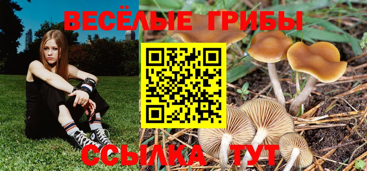 Псилоцибиновые грибы Cubensis  Вход с VPN  Мариинск 